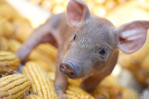 4月23號，屬豬人需謹慎應對潛在挑戰(zhàn)