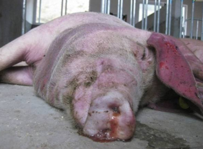 育肥豬皮膚發(fā)紅？警惕這三大常見(jiàn)疾病